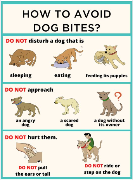 DO NOT disturb a dog that is sleeping, eating or feeding its puppies. DO NOT approach an angry dog, a scared dog or a dog without its owner. DO NOT hurt them. DO NOT pull the ears or tail. DO NOT ride or step on the dog.