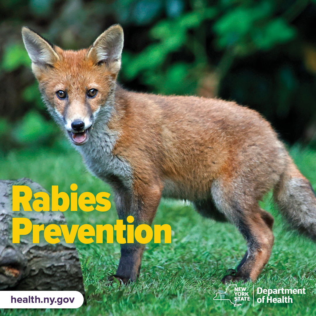 Rabies Prevention.