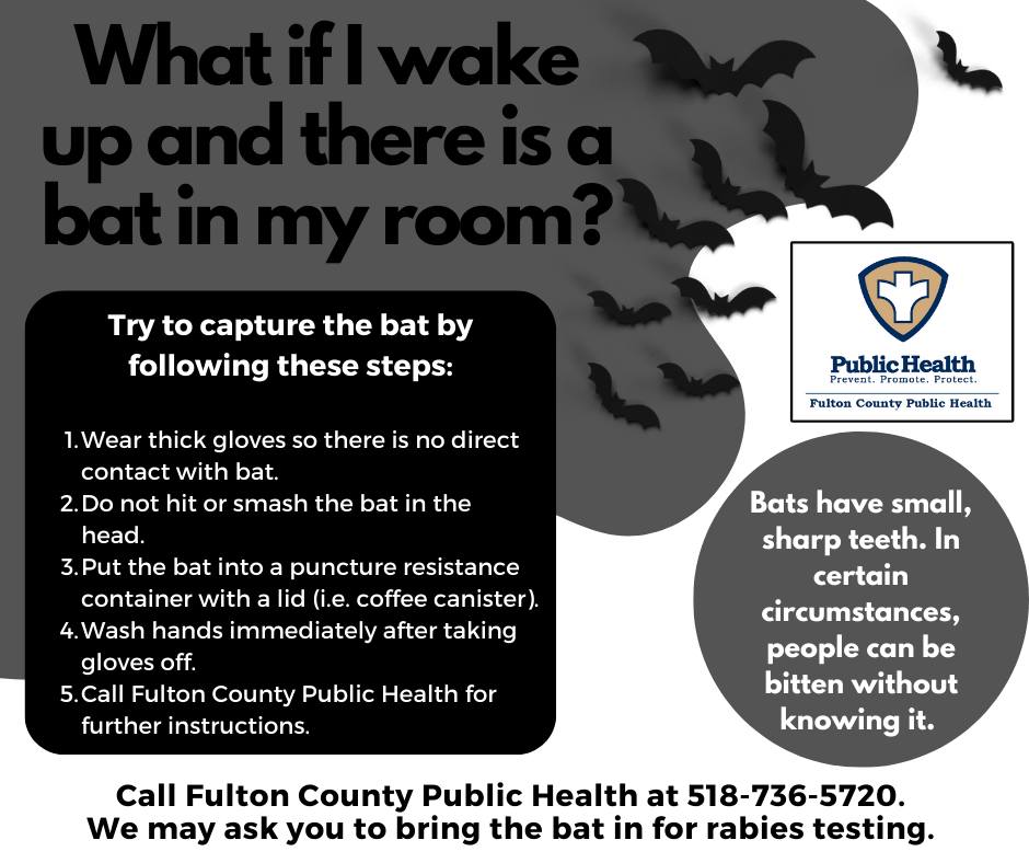 What if I wake up and there is a bat in my room? Try to capture the bat by following these steps: 1. Wear thick gloves so there is no direct contact with bat. 2. Do not hit or smash the bat in the head. 3. Put the bat into a puncture resistance container with a lid (i.e. coffee canister). 4. Wash hands immediately after taking gloves off. 5. Call Fulton County Public Health for further instructions. Call Fulton County Public Health at 518-736-5720. We may ask you to bring the bat in for rabies testing. Bats have small, sharp teeth. In certain circumstances, people can be bitten without knowing it.
