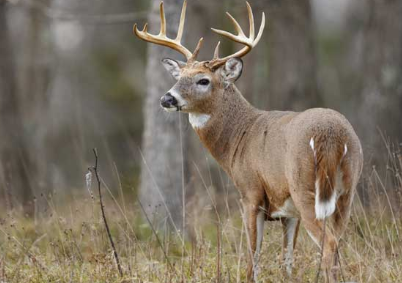Male deer with horns standing in tall grass