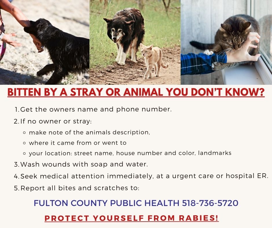 BITTEN BY A STRAY OR ANIMAL YOU DON'T KNOW? 1. Get the owners name and phone number. 2. If no owner or stray: • make note of the animals description. o where it came from or went to • your location: street name, house number and color, landmarks 3. Wash wounds with soap and water. 4. Seek medical attention immediately, at a urgent care or hospital ER. 5. Report all bites and scratches to: FULTON COUNTY PUBLIC HEALTH 518-736-5720